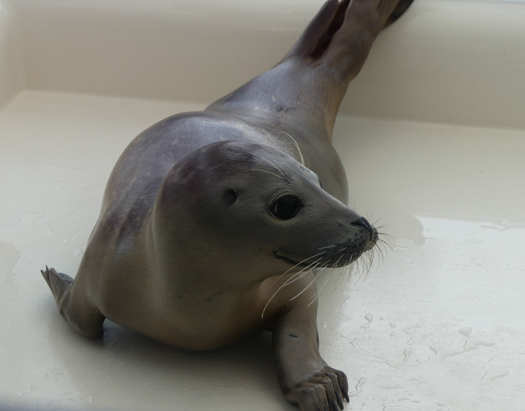 A seal Stellendam