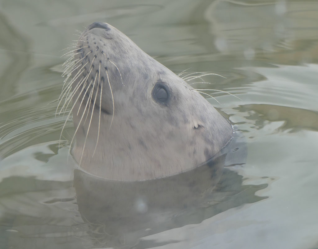 A seal Stellendam